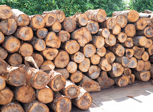 Ivory Coast Teak Wood